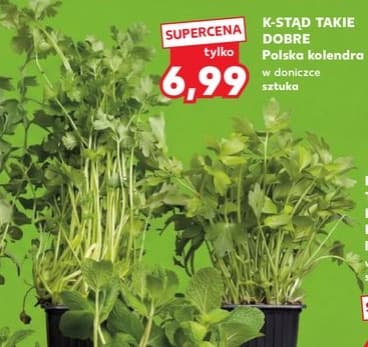 kolendra w doniczce