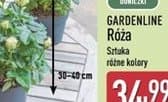 róża