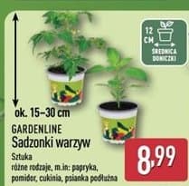 sadzonki warzyw