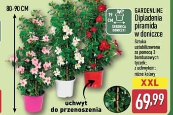 dipladenia piramida w doniczce