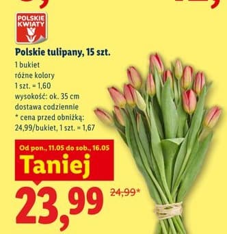 tulipany