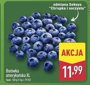 borówka amerykańska xl