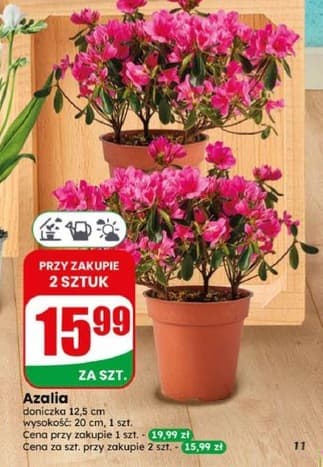 azalia
