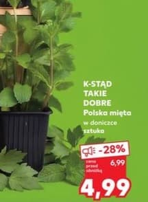 mięta polska w doniczce