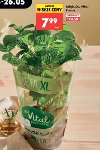 mięta