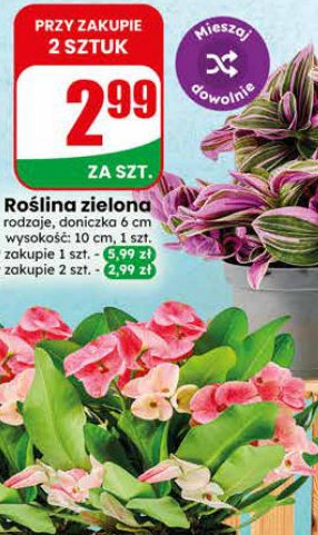 roślina zielona