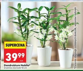 dendrobium Nobile