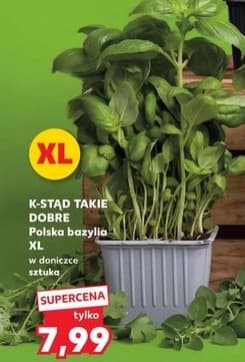 bazylia polska XL w doniczce