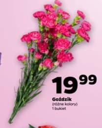goździk