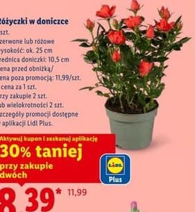 różyczki w doniczce