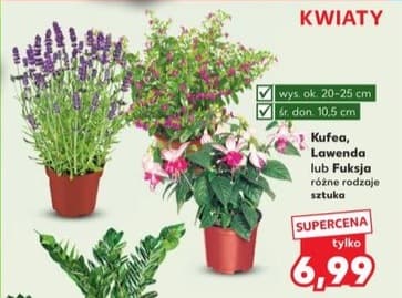 kufia, lawenda lub fuksja