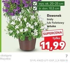 dzwonek