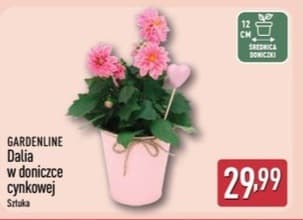 dalia w doniczce cynkowej