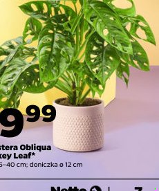 monstera Obliqua Monkey Leaf