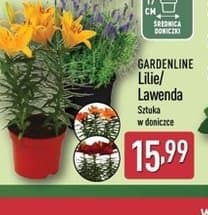 lilie/lawenda