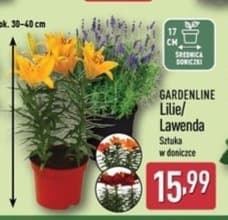 lilie/lawenda