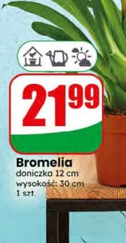 Bromelia