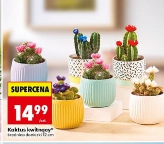 kaktus kwitnący