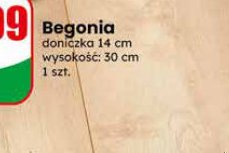 begonia