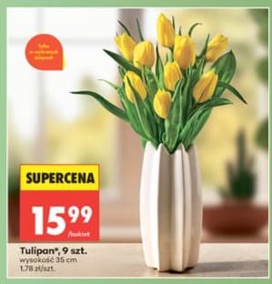 tulipany