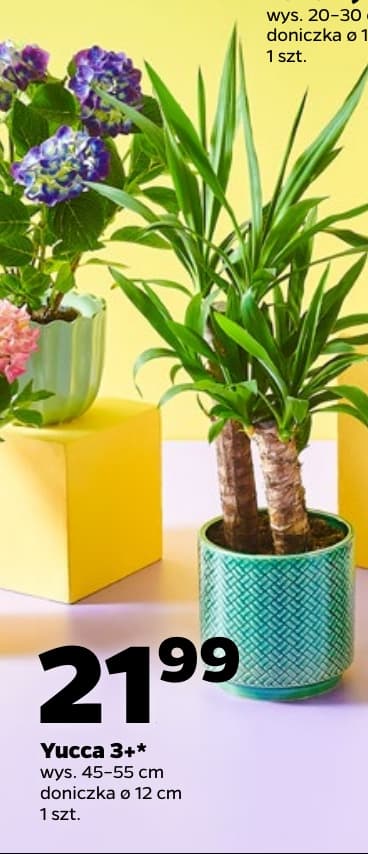 yucca 3+