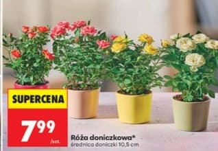 róża doniczkowa