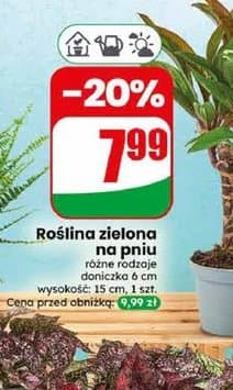 roślina zielona na pniu