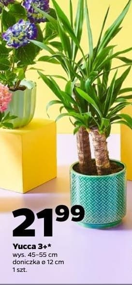 yucca
