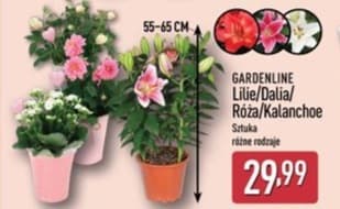lilie/dalia/róża/kalanchoe