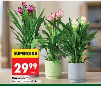 kurkuma