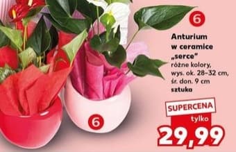 anturium w ceramice serce