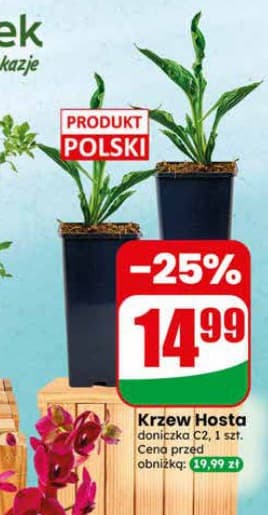 krzew hosta