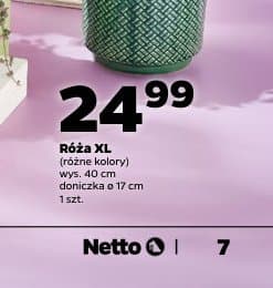 róża XL