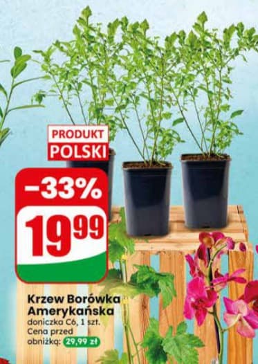krzew borówka amerykańska