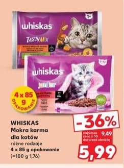 mokra karma dla kotów