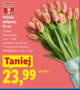 tulipany