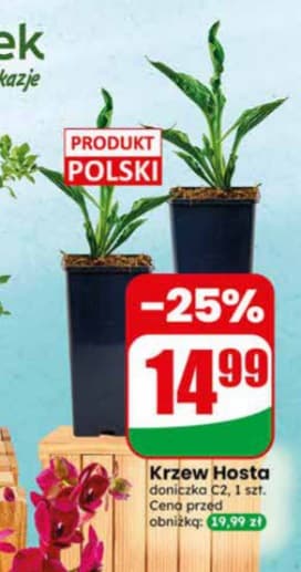 krzew hosta