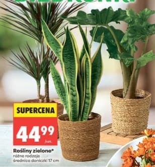 roślina zielona