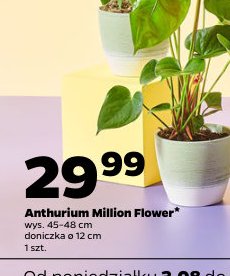 anthurium Million Flower