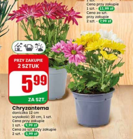 chryzantema