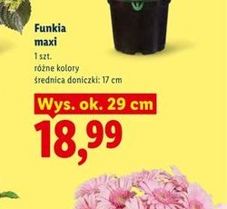 funkia maxi