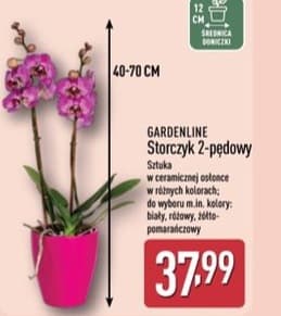 storczyk 2-pędowy