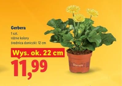 gerbera