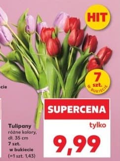 tulipany