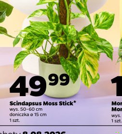 scindapsus Moss Stick
