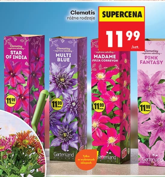 clematis