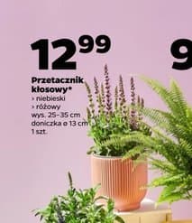 przetacznik kłosowy