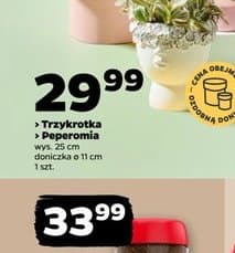 trzykrotka / peperomia