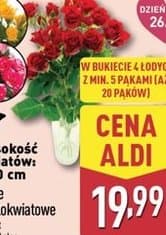 róże wielokwiatowe