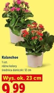 kalanchoe
